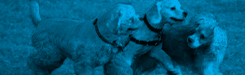 blue-head-03x blue-head-03x